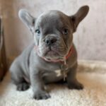 Kinder-male-french-bulldog-puppy-for-sale-1 (4)