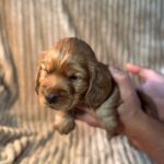 Kite-male-English-Cocker-Spaniel-puppy-for-sale-1