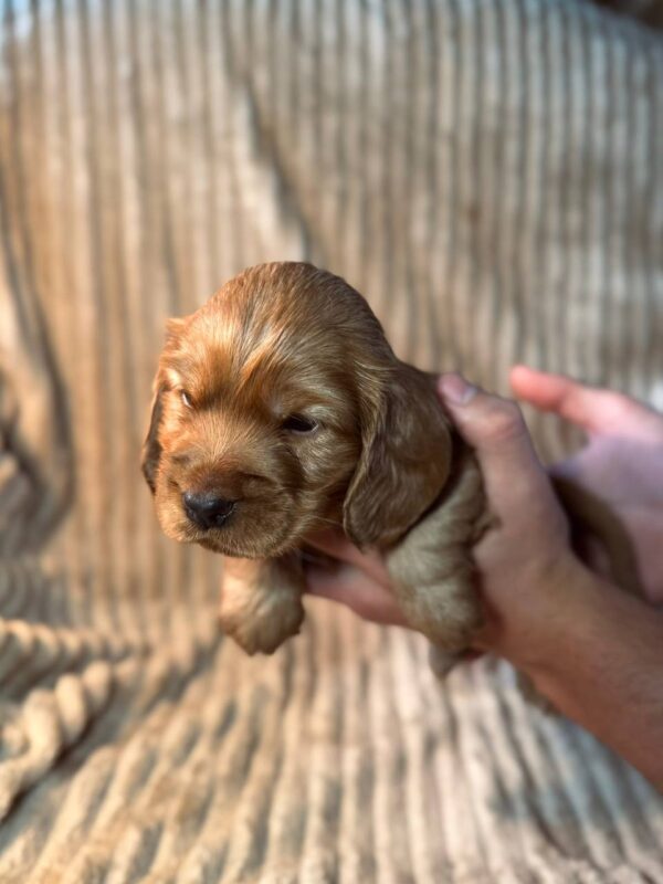 Kite English Cocker Spaniel Kite English Cocker Spaniel