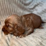 Kite-male-English-Cocker-Spaniel-puppy-for-sale-2