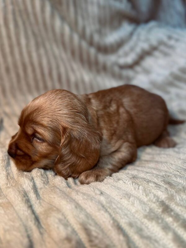 Kite English Cocker Spaniel Kite English Cocker Spaniel