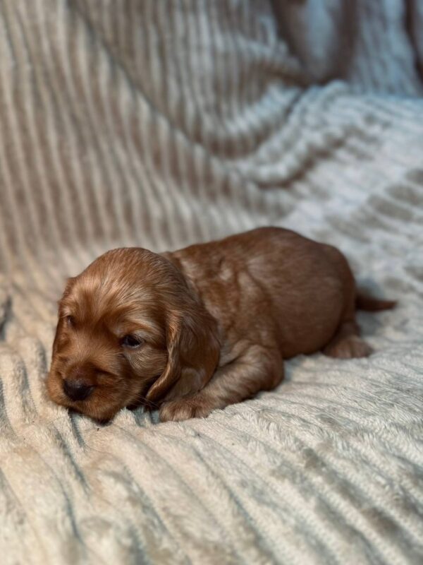 Kite English Cocker Spaniel Kite English Cocker Spaniel