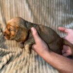 Kite-male-English-Cocker-Spaniel-puppy-for-sale-4