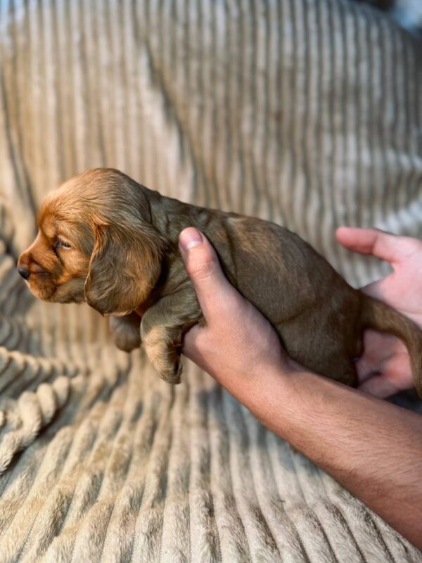 Kite English Cocker Spaniel Kite English Cocker Spaniel