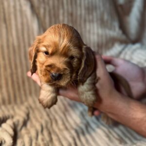 Kite English Cocker Spaniel Kite English Cocker Spaniel