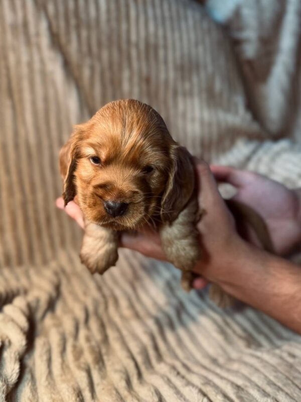 Kite English Cocker Spaniel Kite English Cocker Spaniel