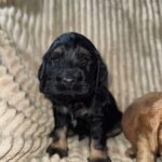 Kiwi-male-English-Cocker-Spaniel-puppy-for-sale-1