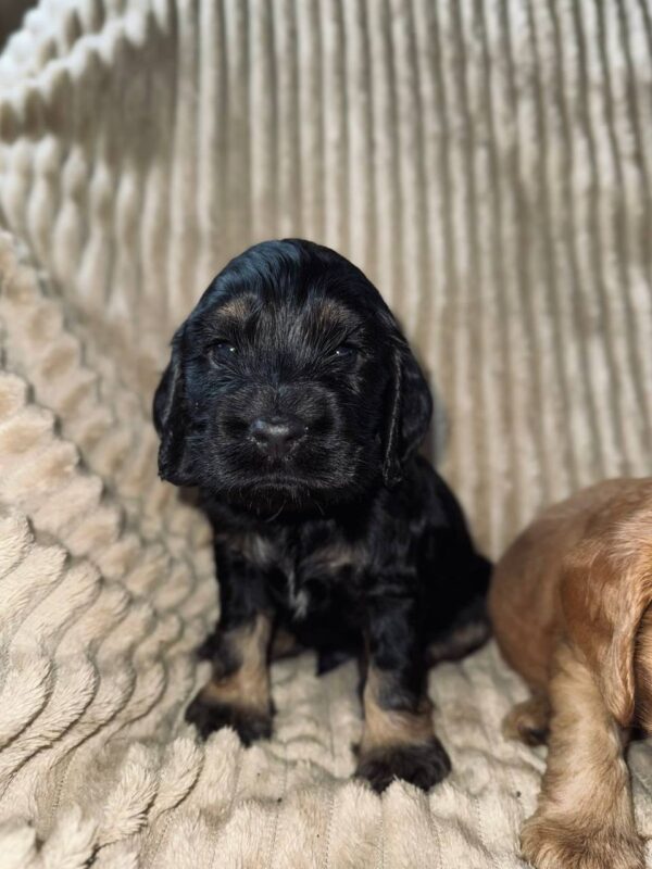 Kiwi English Cocker Spaniel Kiwi English Cocker Spaniel