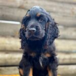Kiwi-male-English-Cocker-Spaniel-puppy-for-sale-10