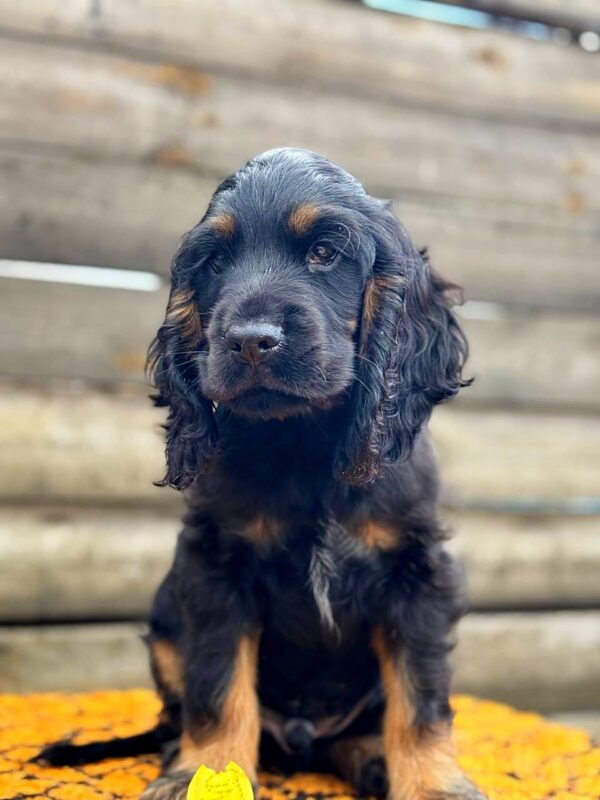 Kiwi English Cocker Spaniel Kiwi English Cocker Spaniel