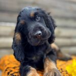 Kiwi-male-English-Cocker-Spaniel-puppy-for-sale-11