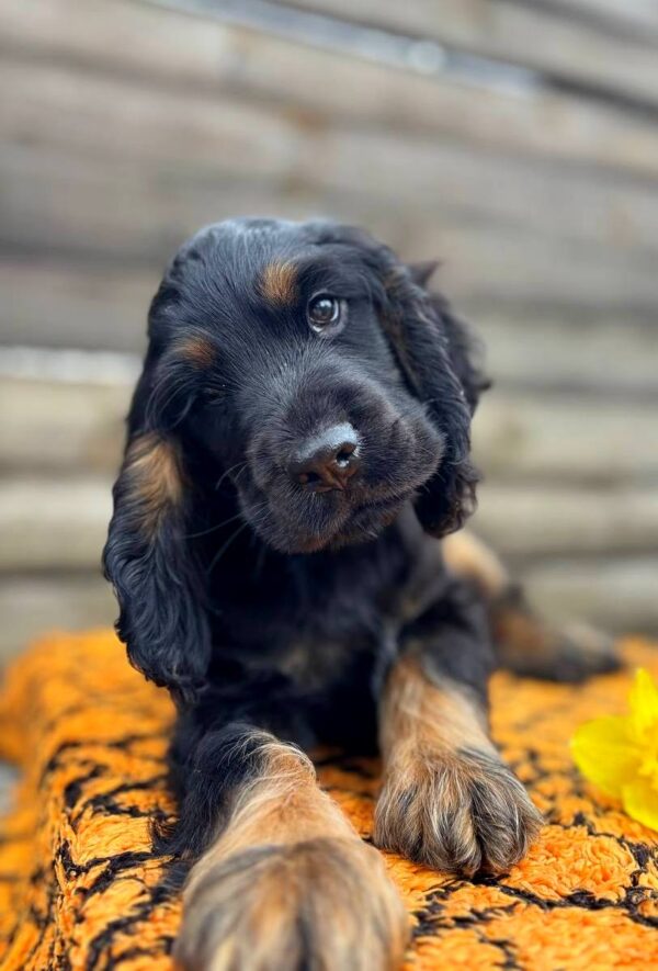 Kiwi English Cocker Spaniel Kiwi English Cocker Spaniel