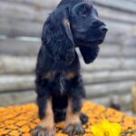 Kiwi-male-English-Cocker-Spaniel-puppy-for-sale-12