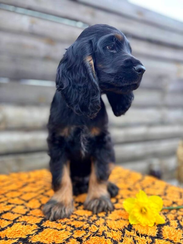 Kiwi English Cocker Spaniel Kiwi English Cocker Spaniel