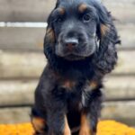 Kiwi-male-English-Cocker-Spaniel-puppy-for-sale-13