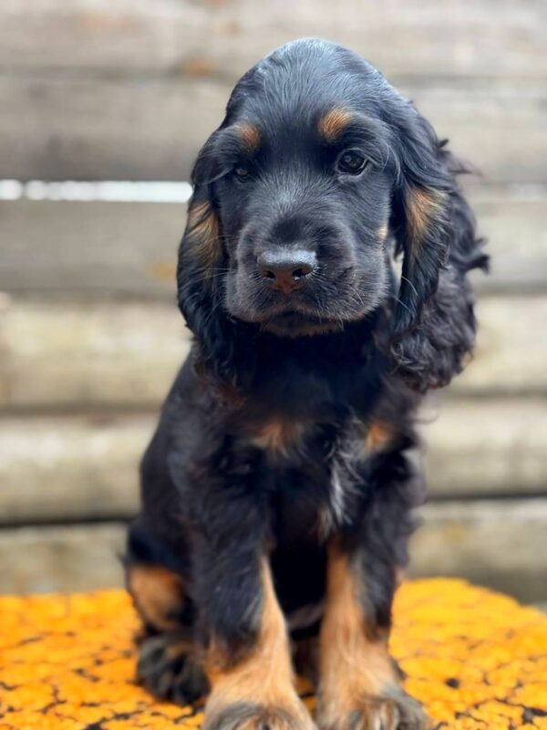 Kiwi English Cocker Spaniel Kiwi English Cocker Spaniel