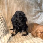 Kiwi-male-English-Cocker-Spaniel-puppy-for-sale-2