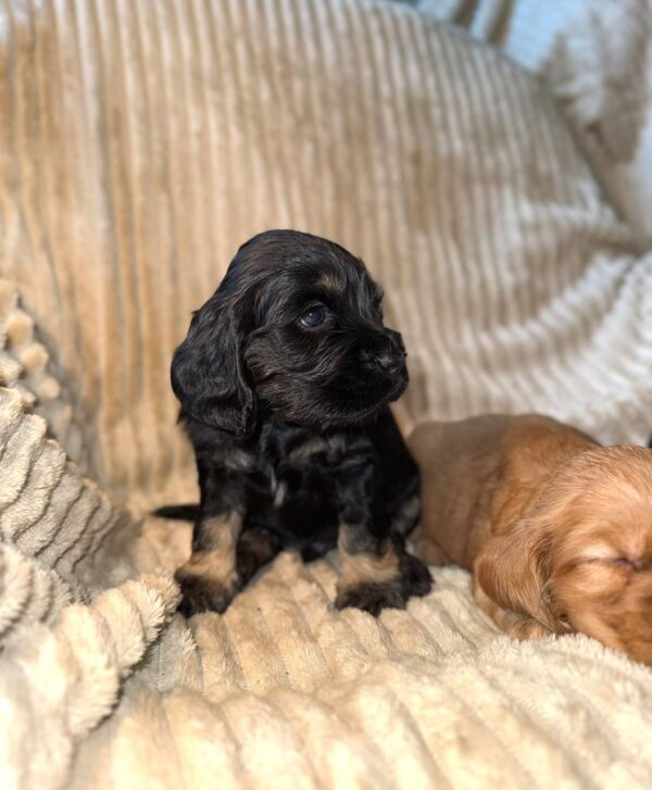 Kiwi English Cocker Spaniel Kiwi English Cocker Spaniel