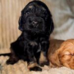 Kiwi-male-English-Cocker-Spaniel-puppy-for-sale-3