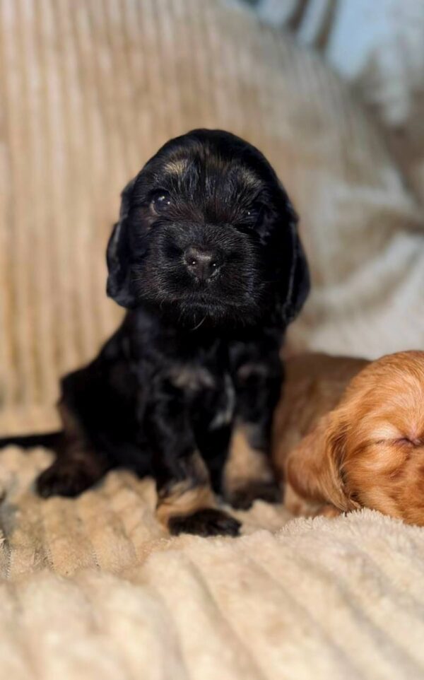 Kiwi English Cocker Spaniel Kiwi English Cocker Spaniel