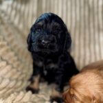 Kiwi-male-English-Cocker-Spaniel-puppy-for-sale-4