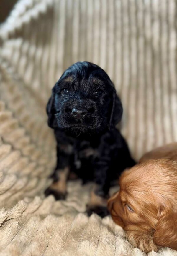 Kiwi English Cocker Spaniel Kiwi English Cocker Spaniel