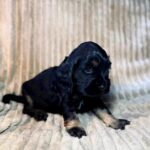 Kiwi-male-English-Cocker-Spaniel-puppy-for-sale-5