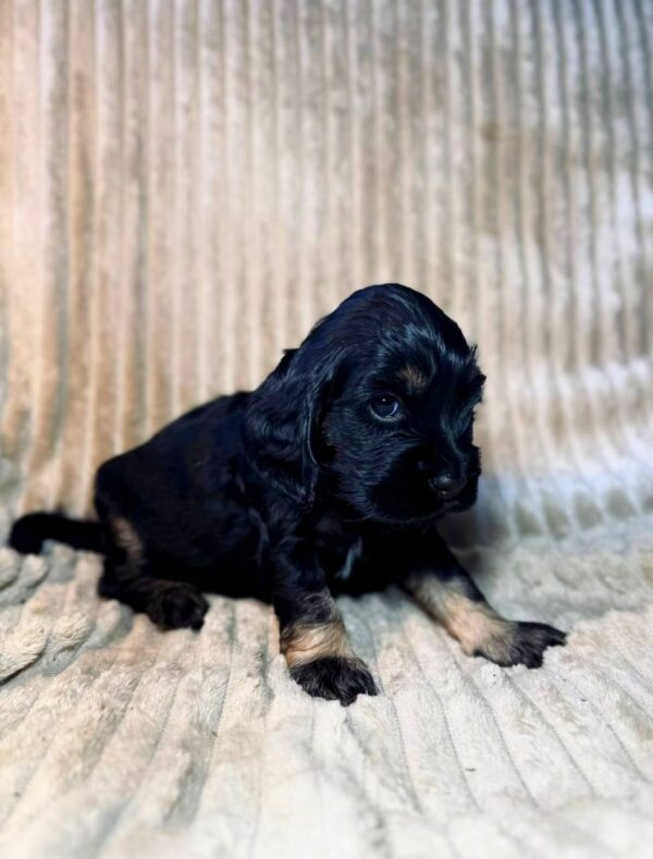 Kiwi English Cocker Spaniel Kiwi English Cocker Spaniel