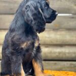 Kiwi-male-English-Cocker-Spaniel-puppy-for-sale-6