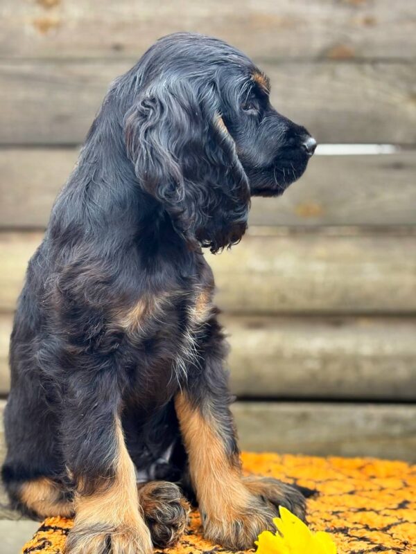 Kiwi English Cocker Spaniel Kiwi English Cocker Spaniel