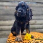 Kiwi-male-English-Cocker-Spaniel-puppy-for-sale-7