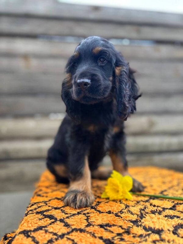 Kiwi English Cocker Spaniel Kiwi English Cocker Spaniel