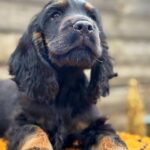 Kiwi-male-English-Cocker-Spaniel-puppy-for-sale-8