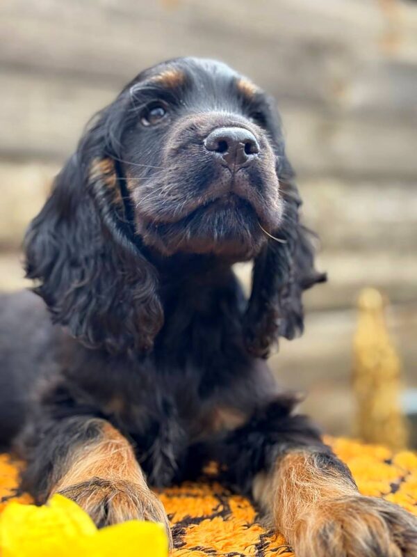 Kiwi English Cocker Spaniel Kiwi English Cocker Spaniel