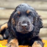Kiwi-male-English-Cocker-Spaniel-puppy-for-sale-9