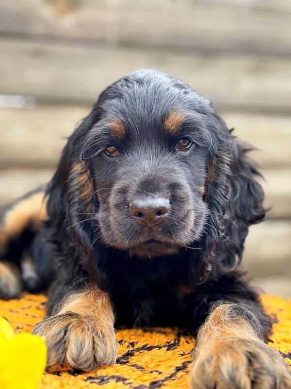 Kiwi English Cocker Spaniel Kiwi English Cocker Spaniel