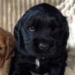 Knopf-male-English-Cocker-Spaniel-puppy-for-sale-1