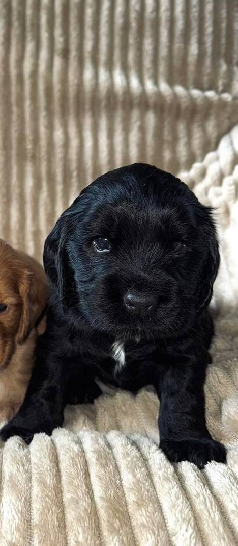 Knopf English Cocker Spaniel Knopf English Cocker Spaniel