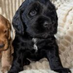 Knopf-male-English-Cocker-Spaniel-puppy-for-sale-2