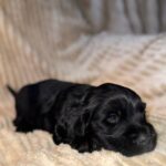 Knopf-male-English-Cocker-Spaniel-puppy-for-sale-3