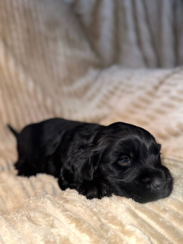 Knopf English Cocker Spaniel Knopf English Cocker Spaniel