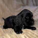 Knopf-male-English-Cocker-Spaniel-puppy-for-sale-4
