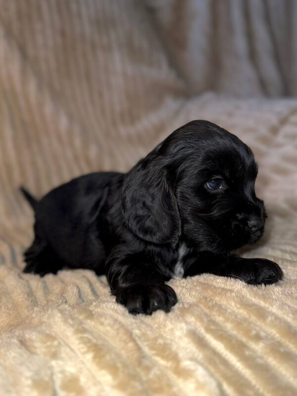 Knopf English Cocker Spaniel Knopf English Cocker Spaniel