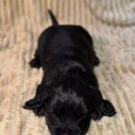 Knopf-male-English-Cocker-Spaniel-puppy-for-sale-5