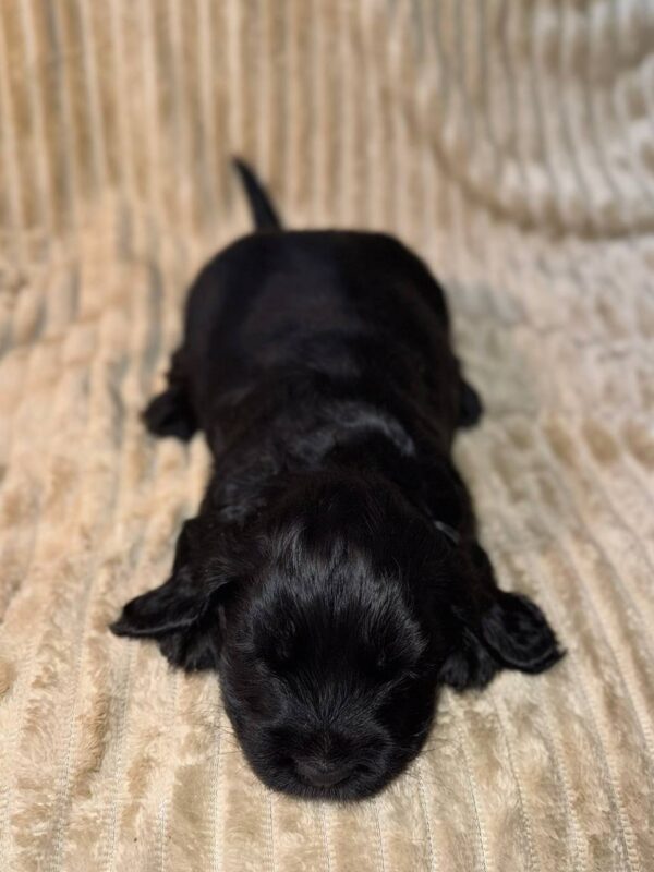 Knopf English Cocker Spaniel Knopf English Cocker Spaniel