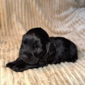 Knopf English Cocker Spaniel Knopf English Cocker Spaniel