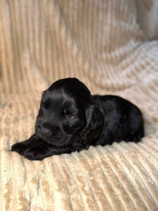 Knopf English Cocker Spaniel Knopf English Cocker Spaniel