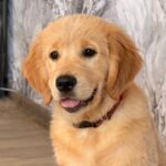 Komet-male-Golden-Retriever-puppy-for-sale-1