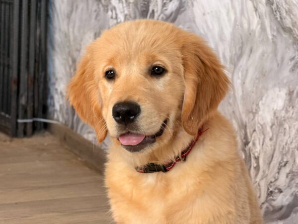 Komet Golden Retriever Komet Golden Retriever