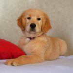 Komet-male-Golden-Retriever-puppy-for-sale-2